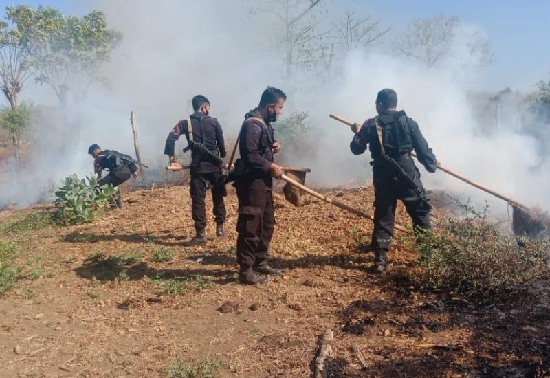 Lahan Minyak Kayu Putih di NTB Terbakar