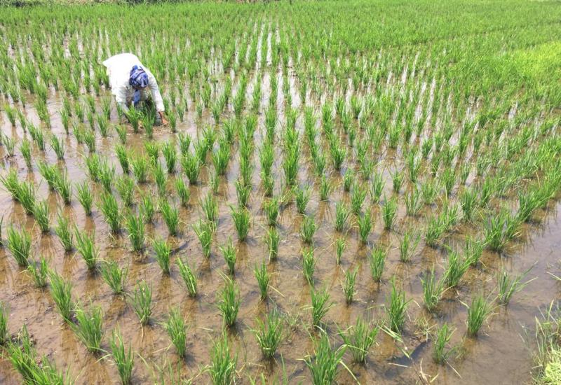 Petani keluhkan tanaman padi milik mereka mulai kekurangan air