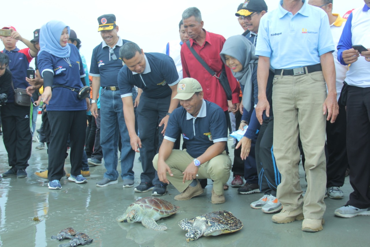 Wagub Dedy Ermansyah saat melepaskan penyu dewasa ke laut.