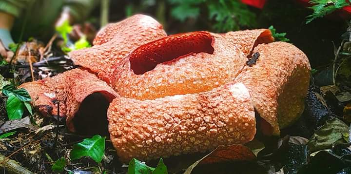 Bunga Rafflesia Bengkuluensis yang mekar di Manna.