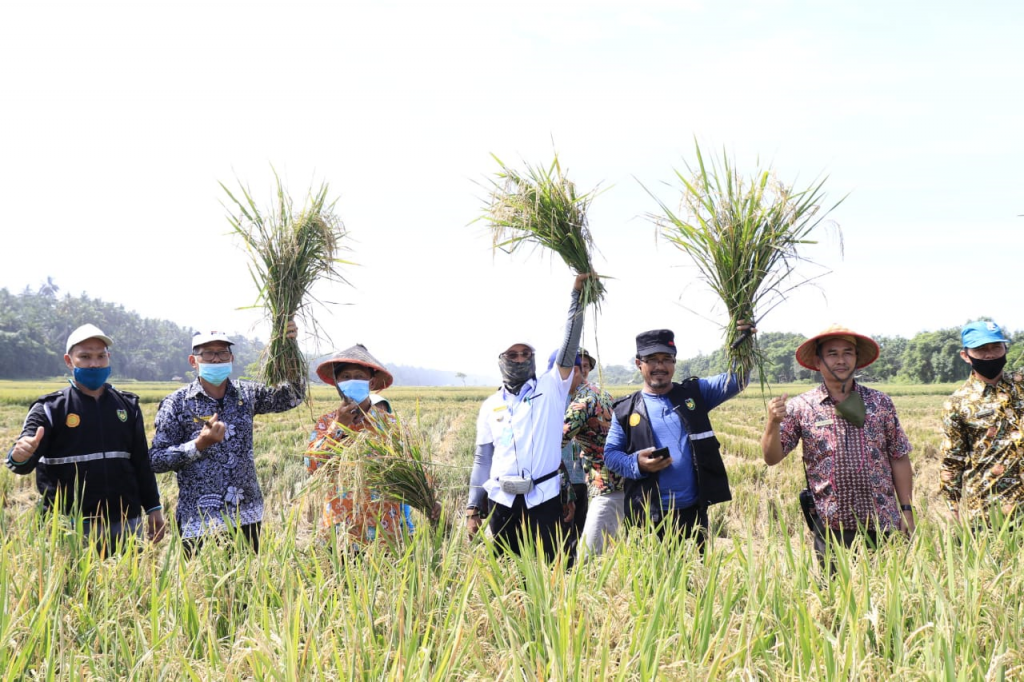 Hadiri Panen Raya, Gusnan Minta Petani Tidak Biarkan Lahan Terbengkalai
