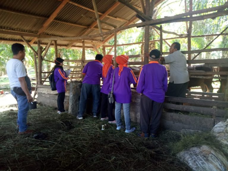 H-2 Idul Adha 1449 H, Kesehatan Hewan Kurban Diperiksa