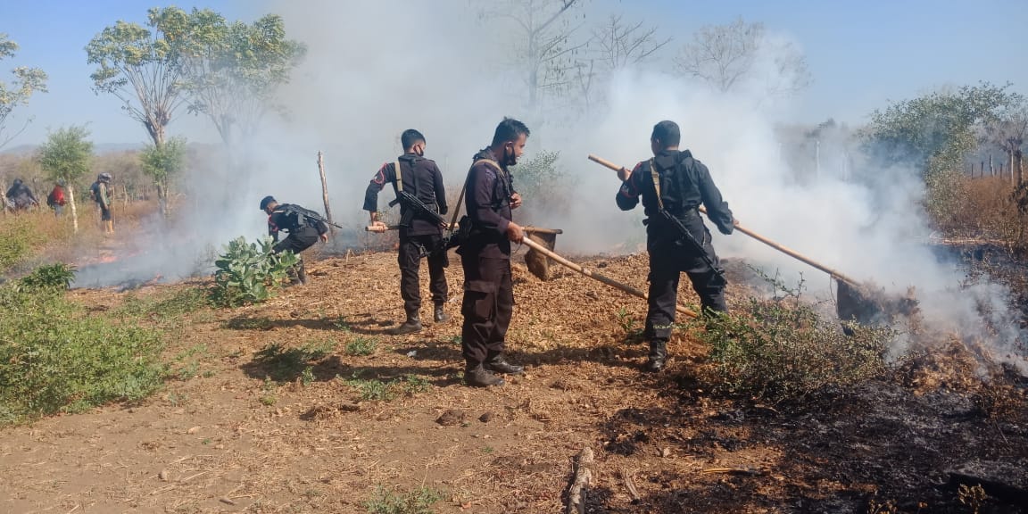 Lahan Minyak Kayu Putih di NTB Terbakar