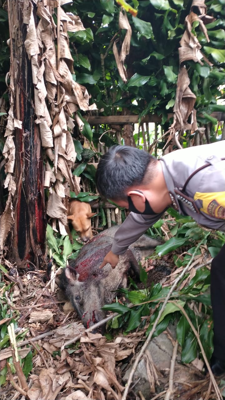 Ngamuk, Seekor Babi Hutan Ditembak Mati
