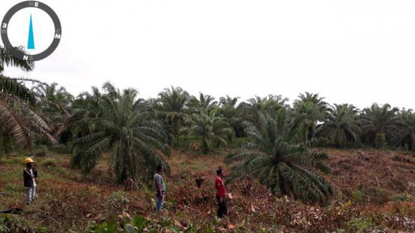 Lahan Ditebas Tanpa Izin Hingga 2 Hektar, Manager PT Agro Muko BTE Lapor Polisi