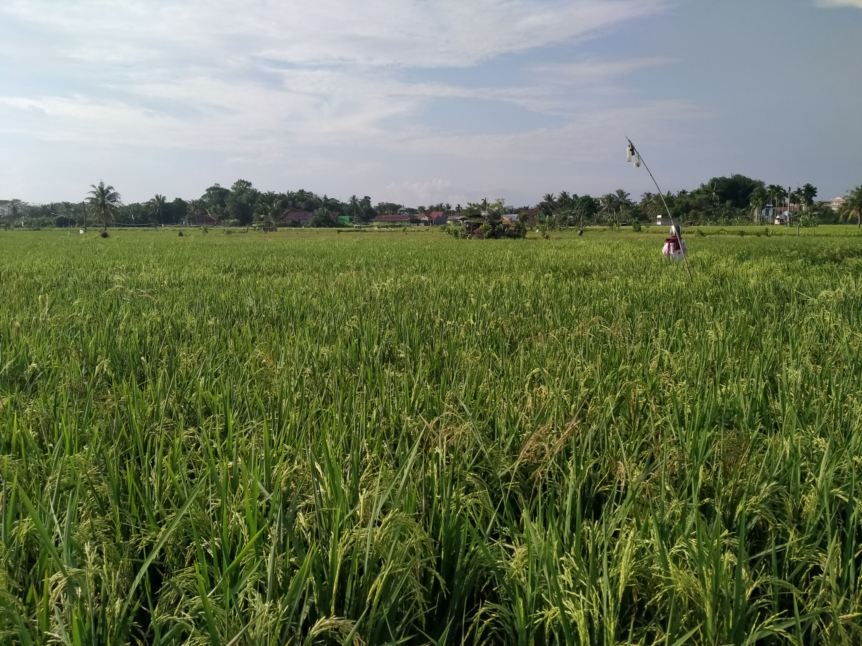 Patah Leher, Puluhan Hektare Padi di Seluma Terancam Gagal Panen