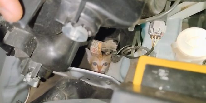 Kucing