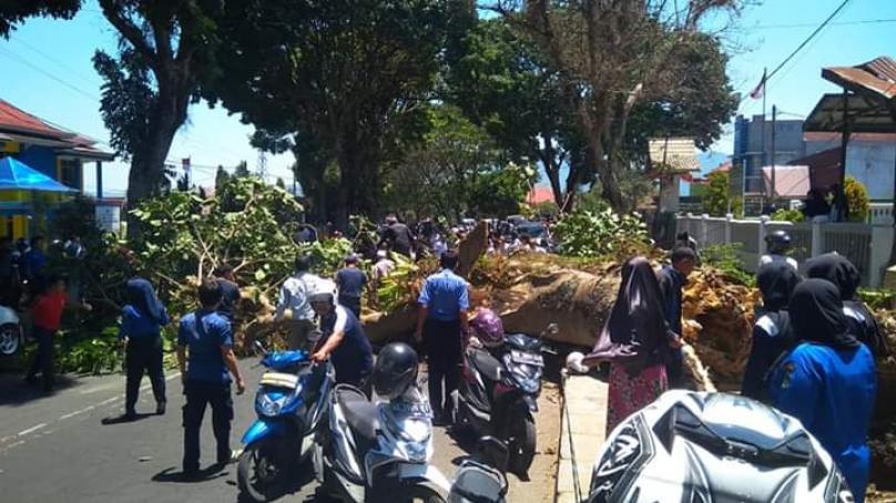 Pohon besar tumbang ke tengah jalan, empat warga Curup luka-luka satu meninggal dunia