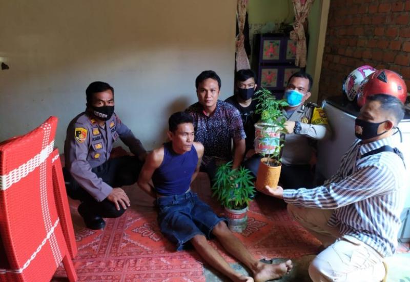 Pakai Pot, Petani di Kepahiang Tanam Ganja Dikamar Mandi