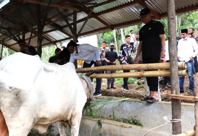 BUMP Mampu Tingkatkan Kesejahteraan Peternak