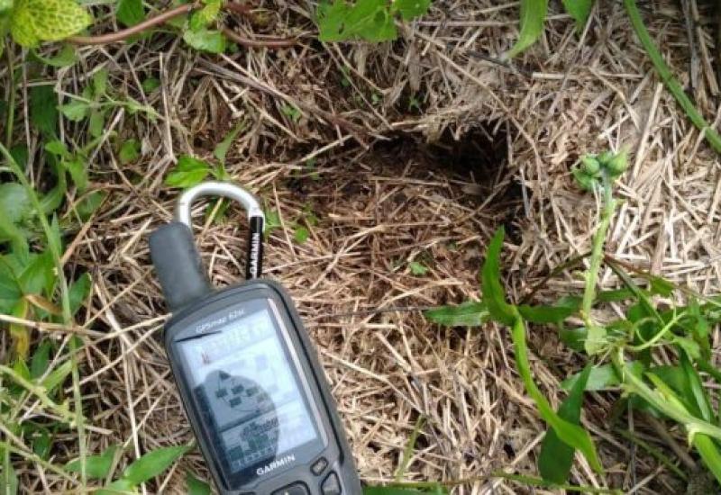 Harimau Turun Gunung, 11 Ekor Kambing Dimangsa