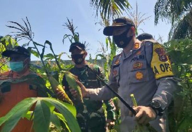 Jaga Ketahanan Pangan Ditengah Pandemi, Kapolres Lahat Panen Jagung