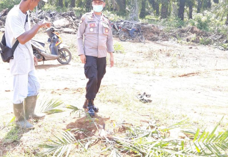 97 Batang Sawit Milik PT MMAS Dirusak OTD