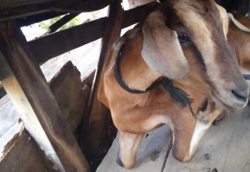 Curi 8 Ekor Kambing, Dua Warga Semudang Alas Dipolisikan