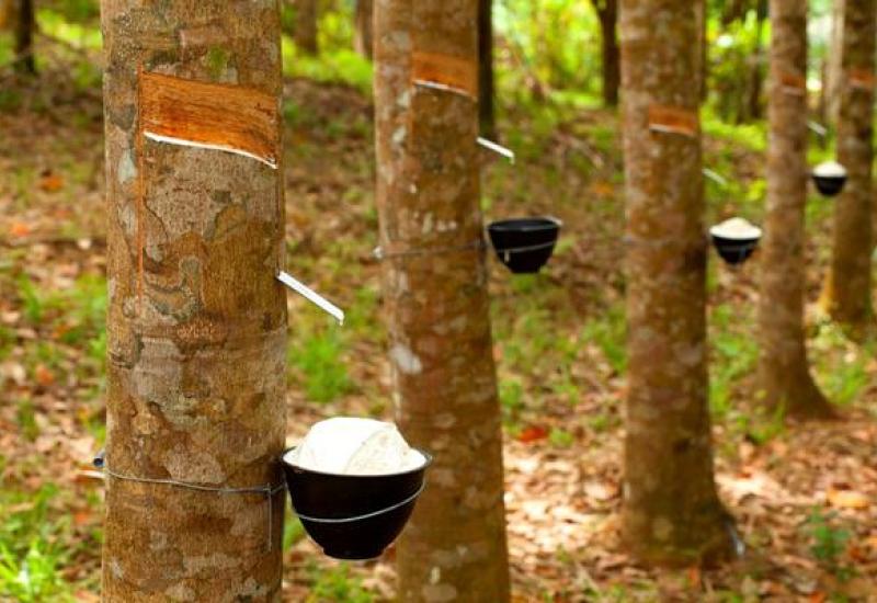 Terus Naik, Harga Karet di Mukomuko Capai Rp8 Ribu Per Kilogram