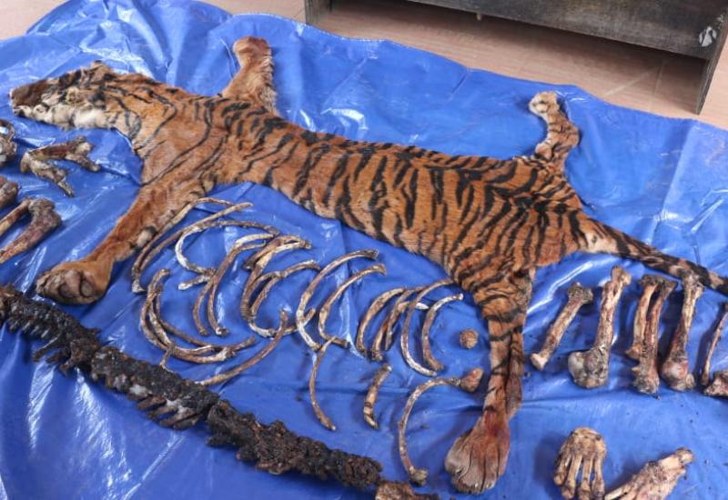 kulit harimau