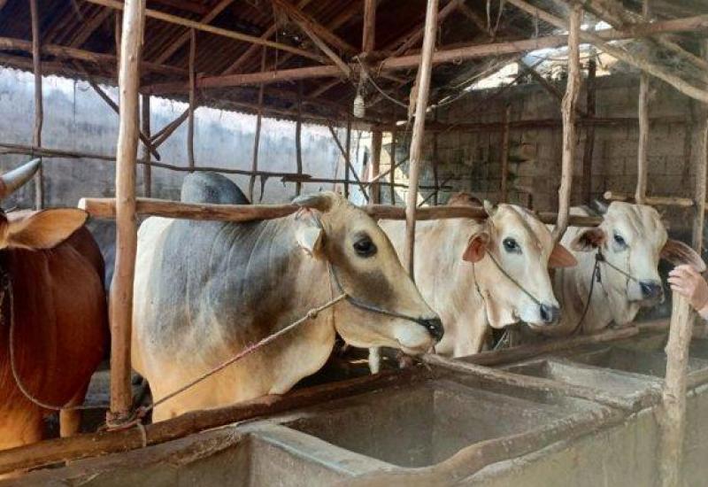 ilustrasi hewan kurban