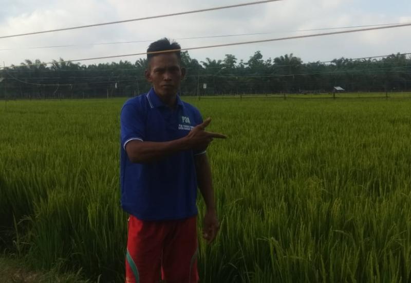 Warga Rawa Mulya menunjukan puluhan hektar padi yang terancam gagal panen, Jumat (15/11).